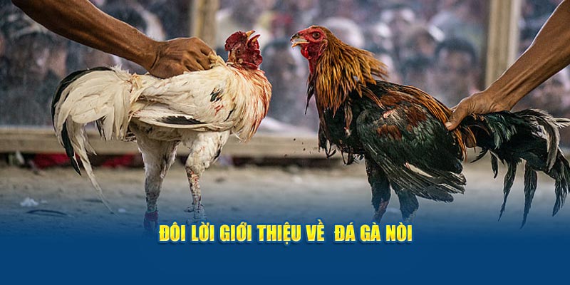 Đôi lời giới thiệu về đá gà nòi