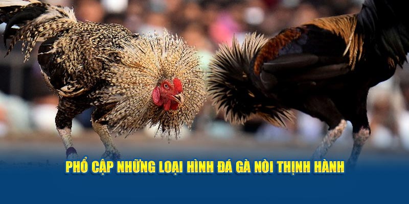 Phổ cập những loại hình đá gà nòi thịnh hành
